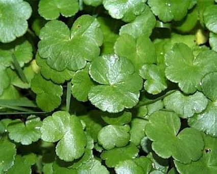 500 Green Gotu Kola Seeds - Hat Rau Ma - Big Leaf Seed Centella Asiatica Vegetable Indian Pennywort| Non-GMO | Organic | Heirloom