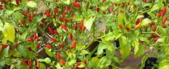 Bird's Eye Chili Pepper 25+ Seeds (Very Hot) Siling Labuyo