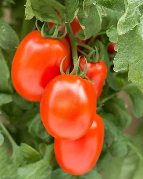 Roma VF Tomato Seeds for Planting - Heirloom Non-GMO Vegetable Seeds - Classic Italian Plum Paste Tomatoes for Canning & Sauce - High Germination Determinate Variety - Disease Resistant (50ct+)