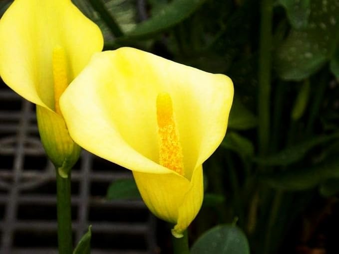 Calla Lily Seeds Beautiful Flowers - 100 Pcs Seeds