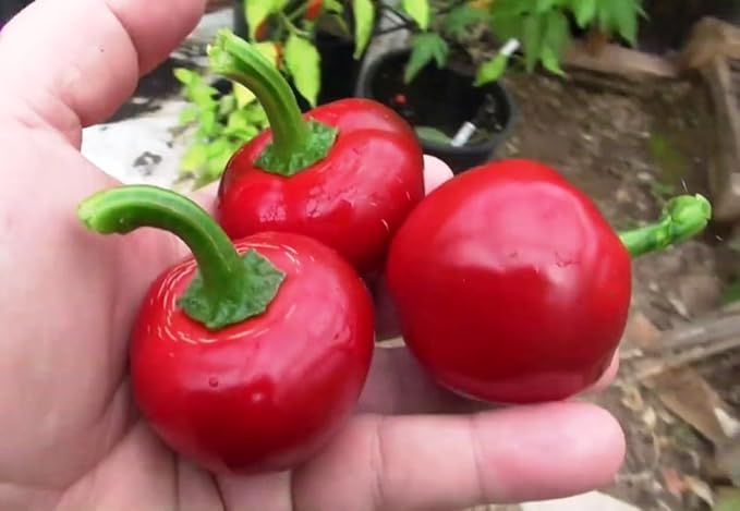 Seeds Red Hot Cherry Pepper Vegetable for Planting Heirloom Non GMO