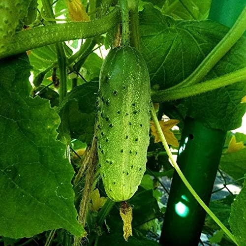 Seeds Cucumber Rodnichok F1 (Cucumis sativus L.) Source Pickling Heirloom Open-Pollinated Vegetable for Planting Non GMO