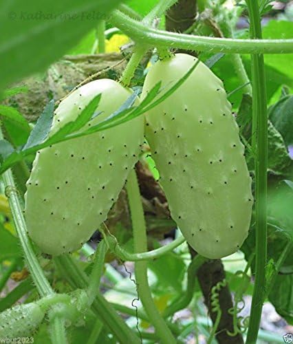 Miniature White Cucumber (Cucumis sativus) 50 Vegetable SEEDS - Pickler.