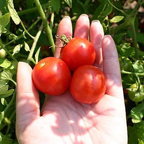Park Seed Cherry Tomato Seeds, Planting Vegetables, Easy to Grow, Non-GMO, Variety of Colors and Sizes, Spring Garden, Candyland Red Hybrid, Pack of 30