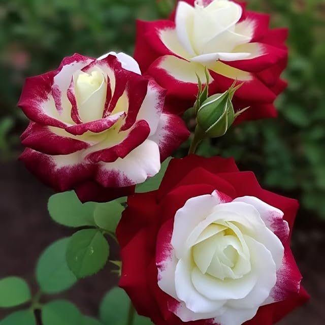 20 Rare Twin Red White Rose Flower Seeds for Planting - Captivating Garden Blooms Non GMO Heirloom Garden - Planting Instructions for Easy Grow - Great Gardening Gifts
