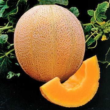 Park Seed Hale's Best Organic Melon Seeds Delicious Cantaloupe Certified Organic Thick Flesh, Sweet Juicy Flavor, Pack of 20 Seeds