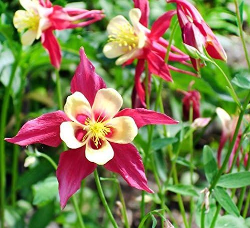 200 Columbine McKana Giants Flower Seeds, Perennial Colorful Attracts Bees and Hummingbirds from USA Aquilegia caerulea