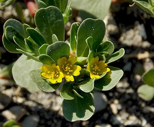 Purslane (Portulaca oleracea) Vegetable Green Leafy Antitoxin Heirloom Organic Non-GMO