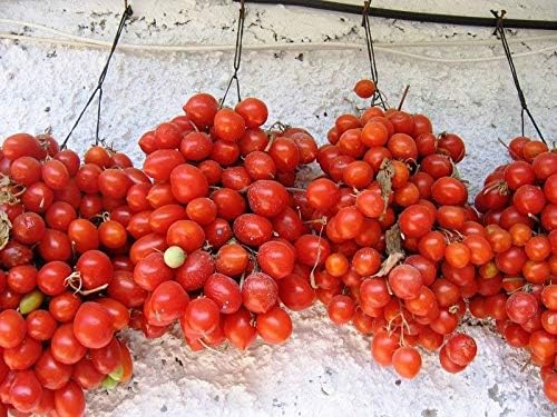50+ Seeds Vine Tomato - Vegetable Red
