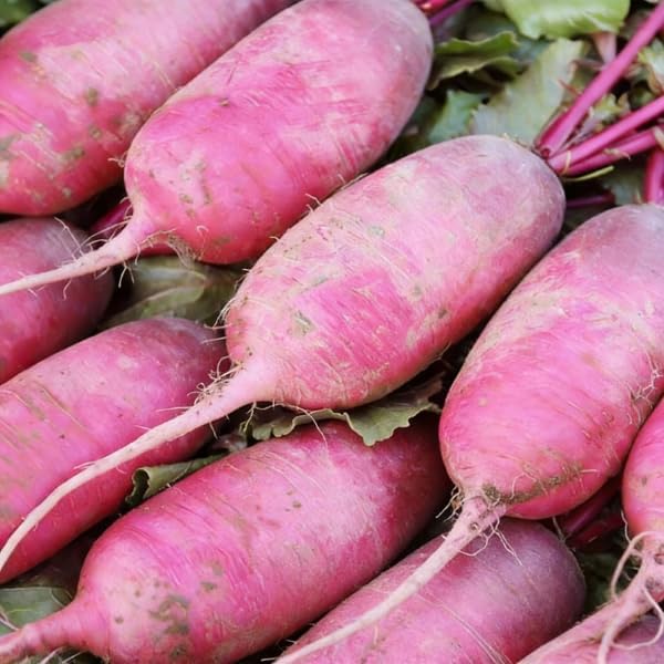 Cylindra Beet Seeds for Planting, 100 Heirloom Seeds, Non-GMO Sweet Beet Seeds for Sprouting, Cylindrical Shape for Easy Slicing & High Yield, Perfect for Planting Indoor & Outdoor Gardens