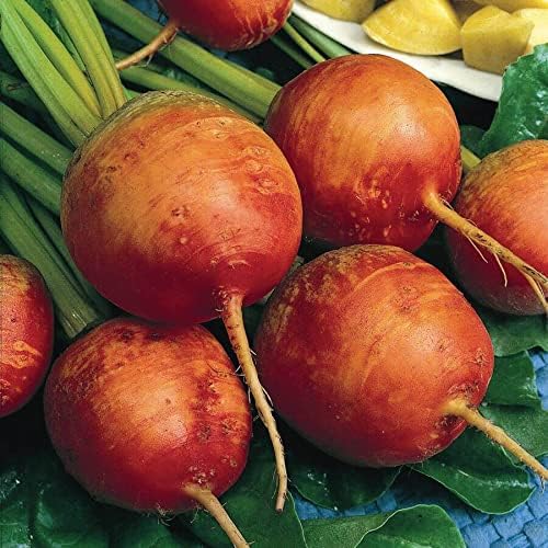 Park Seed Beet Vegatable Plant Seeds, Easy to Grow, Variety of Colors, Spring Garden, Detroit Golden, Pack of 200