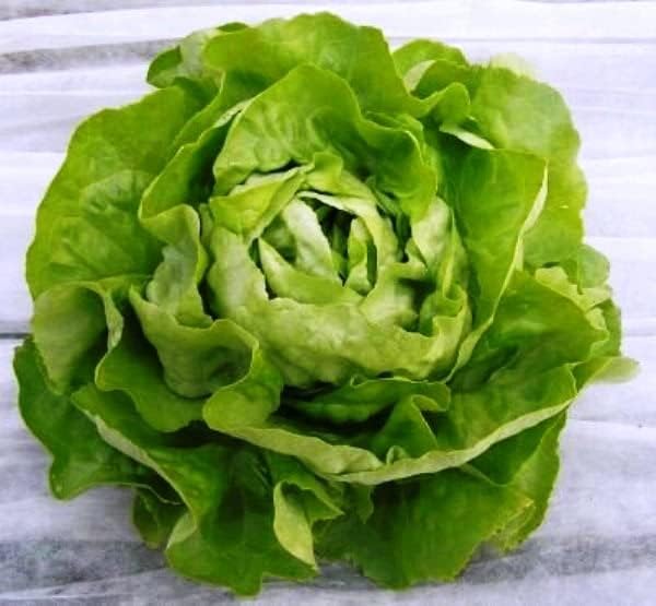 1000+ Seeds Butterhead Lettuce May's Queen for Indoor Salad - Vegetable Green