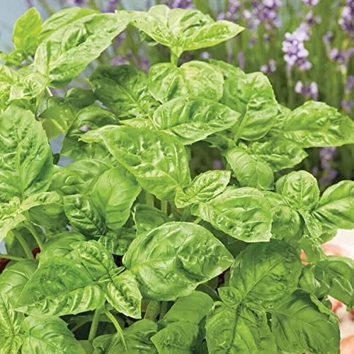 Park Seed Basil Herb Plant Seeds, Easy to Grow, Variety of Colors, Spring Garden, Sweet Basil, Pack of 400