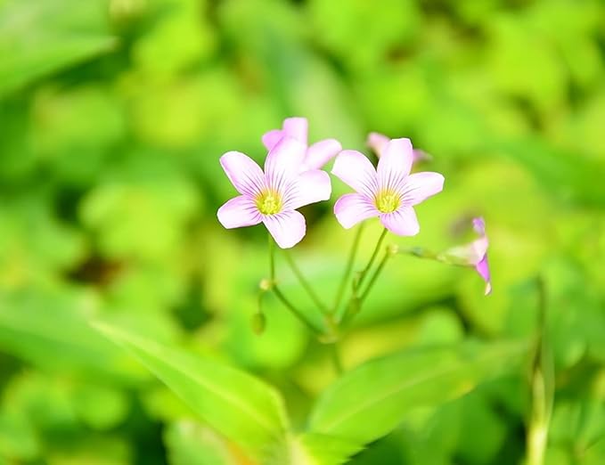 Green Shamrock Bulbs 15 Luck Oxalis Bulbs to Plant, Easy to Grow Indoors Outside The Novice Gardener's Choice