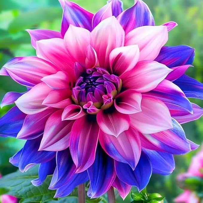 300+ Mix Dahlia Seeds for Planting - Rare Dahlia Pompon Flower Seeds -Dahlias Seed Variabilis Beautiful Annual for Outdoor Garden