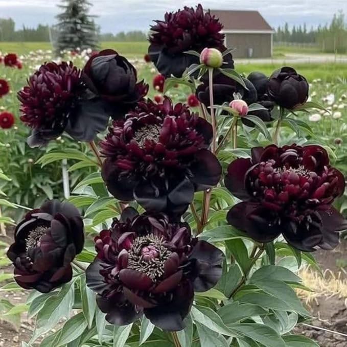 103+ Double Mixed Peonies Seeds Perennial Flower for Planting Outdoors,Premium Peony Seeds,Peony Flowers Seed Non-GMO Heirloom with Ruffled Blooms Garden