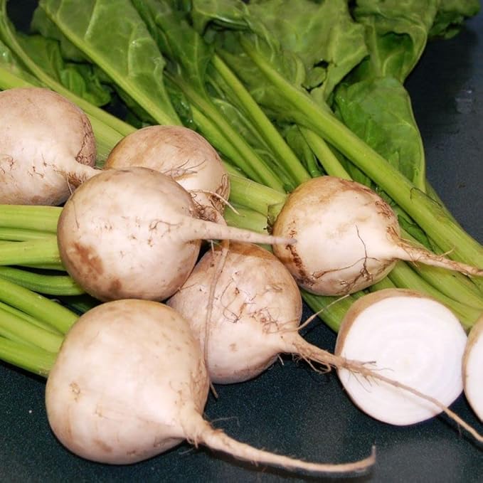 Park Seed Beet Vegatable Plant Seeds, Easy to Grow, Variety of Colors, Spring Garden, Avalanche White F1, Pack of 200