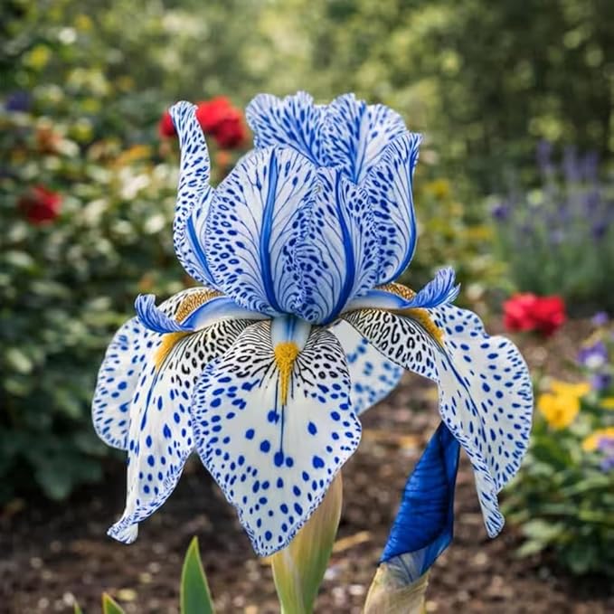 205+ Rare Mixed Iris Seeds for Planting - Perennial Bearded Iris Flower Seeds Exotic -Non-GMO Heirloom Exotic Flower Seeds Perennial for Garden Outdoor