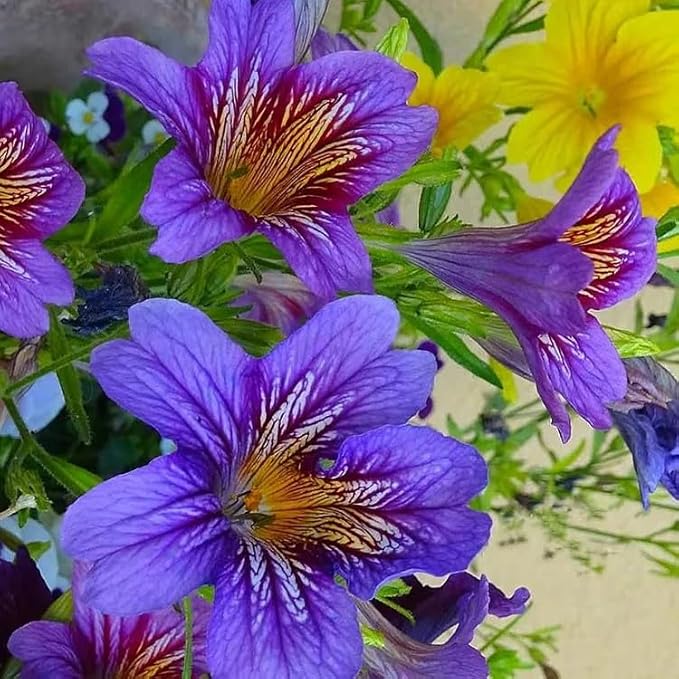 ZEshops 100pcs Rare Chilean Morning Glory Seeds - Mixed Color Blooms for Stunning Annual & Perennial Flowers