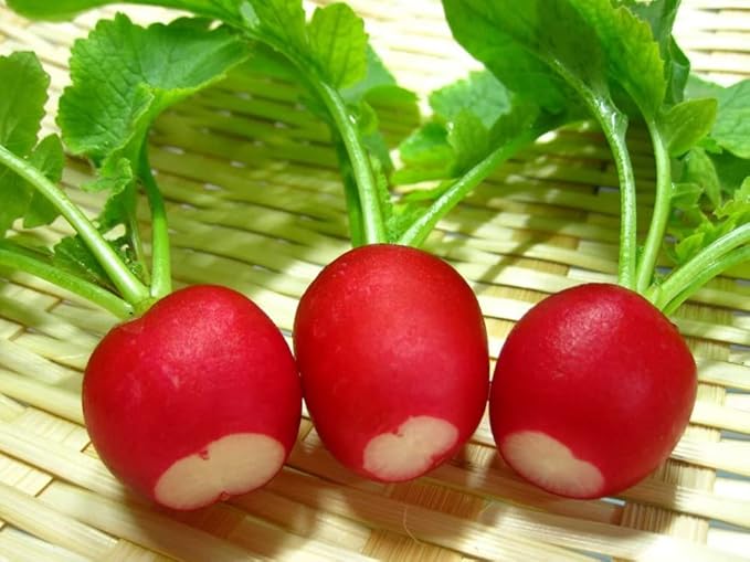 Seeds Red Ball Radish 20 Days Non GMO Vegetable for Planting