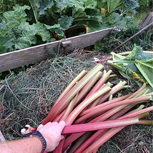 Rhubarb Seeds Rare Heirloom Vegetable for Planting Giant Non GMO 30 Seeds