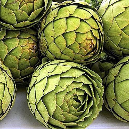 Seeds Vegetable Green Globe Artichoke - 20 Seeds