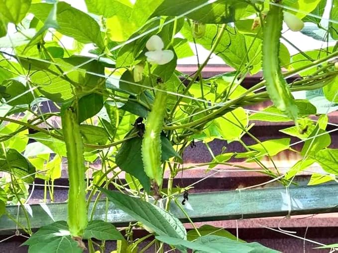 50+ ORGANIC Winged Bean Seeds- Hạt Đậu Rồng - Dragon Bean, Four-angled, Goa, Manila, Princess, Cigarillas - Non GMO, Heirloom - Made in USA, Vegetable Seeds for Yard & Garden