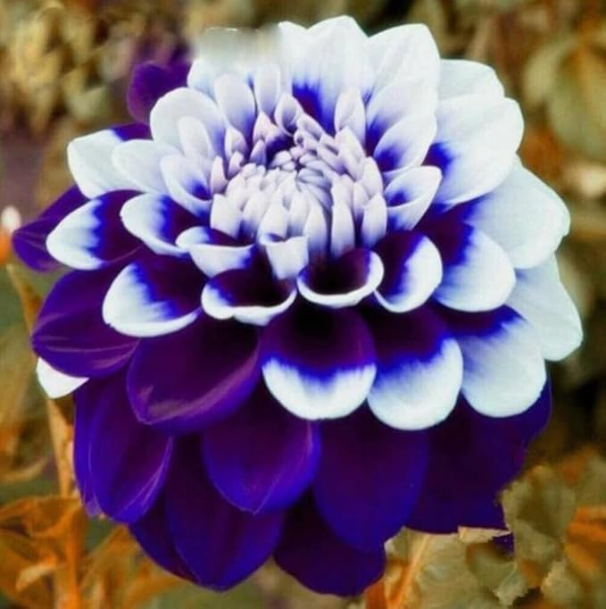 100PCS Rare Beautiful Purple Dahlia Flower Seeds Colorful Lawn Flower Seeds