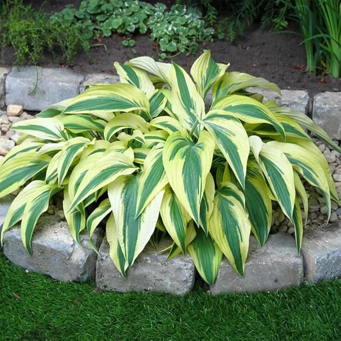 170+ Mix Hosta Seeds for Planting - Perennial Shade Garden Plant Seeds