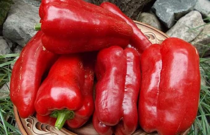Seeds Vegetable Sweet Bell Red Giant Pepper - 30 Seeds