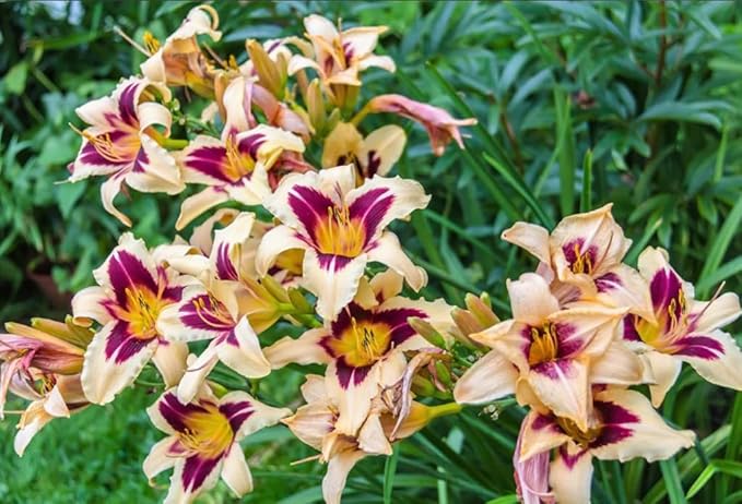 50PCS Mixed Color Daylily Hemerocallis Seeds Day Lily Fine Red Purple Flower Seeds Garden Plant
