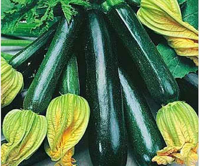25 Organic Black Beauty Zucchini Summer Squash Seeds for planting. Non GMO and Heirloom. 3 grams of seeds. Garden Vegetable Survival