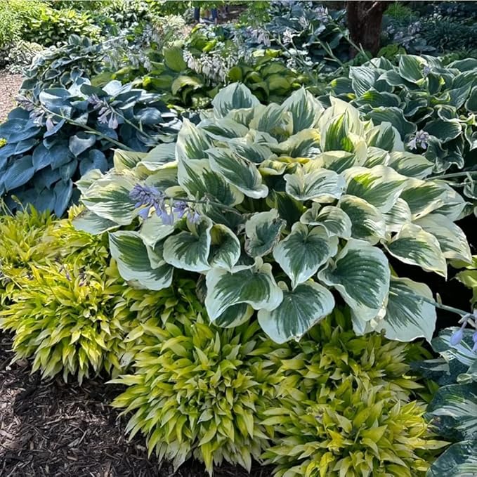 220+ Hosta Seeds Perennial for Planting,Hosta Seeds,Rare Hostas Seed Shade Plant for Garden Low Maintenance