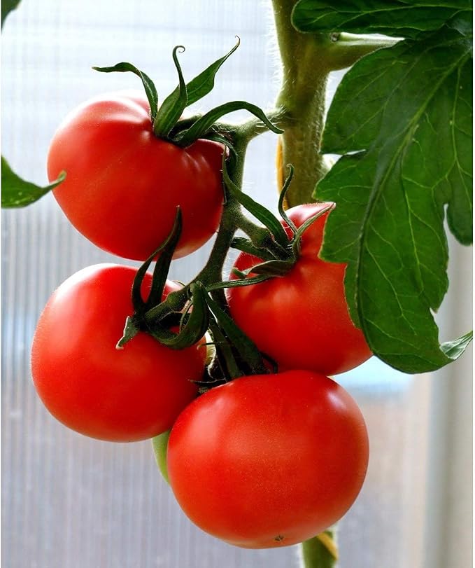 Tropic Tomato Seeds - Heirloom Variety Developed by The University of Florida(10 - Seeds)