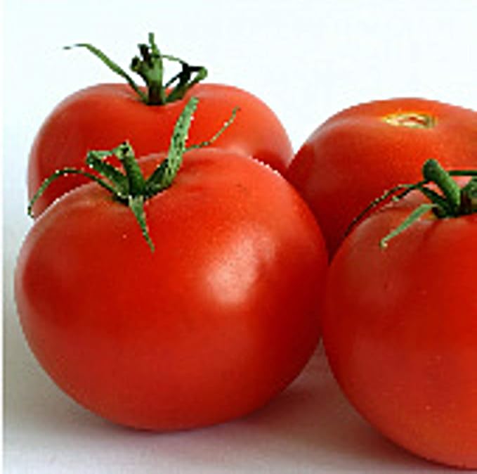 Tropic Tomato Seeds (20+ Seeds) | Non GMO | Vegetable Fruit Herb Flower Seeds for Planting | Home Garden Greenhouse Pack