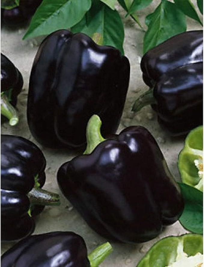 Seeds Black Sweet Bell Pepper Non GMO Vegetable for Planting