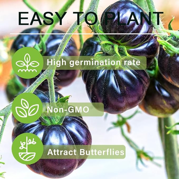 300+ Purple Tomato Seeds for Planting Outdoors Heirloom Non GMO-Plan Your Vegetable in Your Home Garden