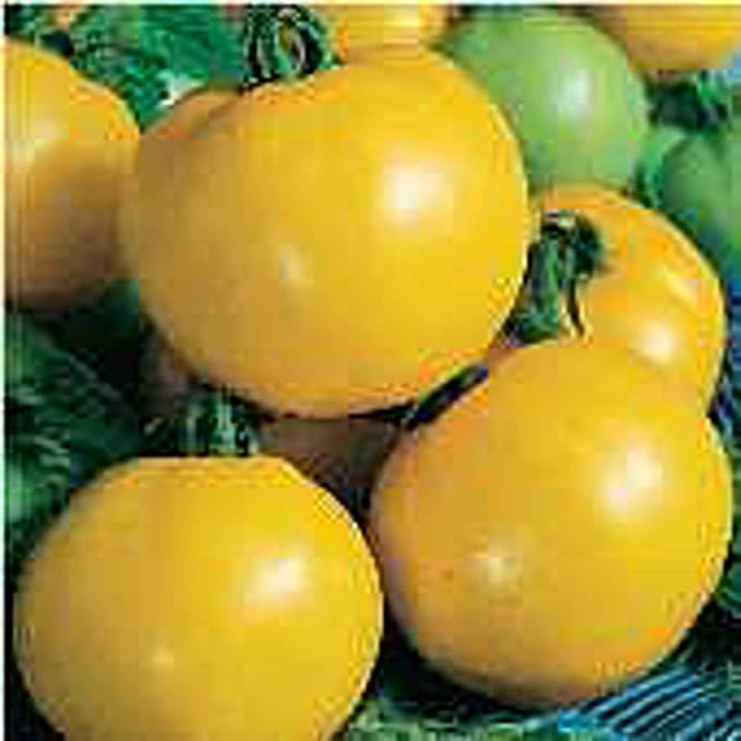 Dixie Golden Giant Tomato Seeds (20+ Seeds) | Non GMO | Vegetable Fruit Herb Flower Seeds for Planting | Home Garden Greenhouse Pack