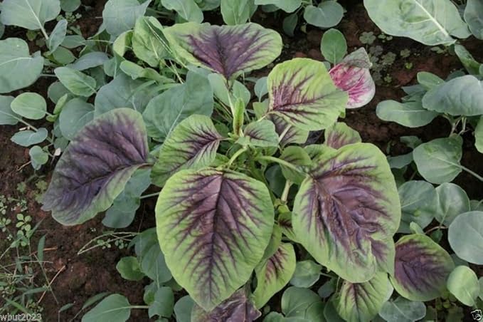 CHINESE SPINACH SEEDS- Edible Amaranth, Red Stripe Leaf -Jamaican Red Calla-loo!(300 Seeds)