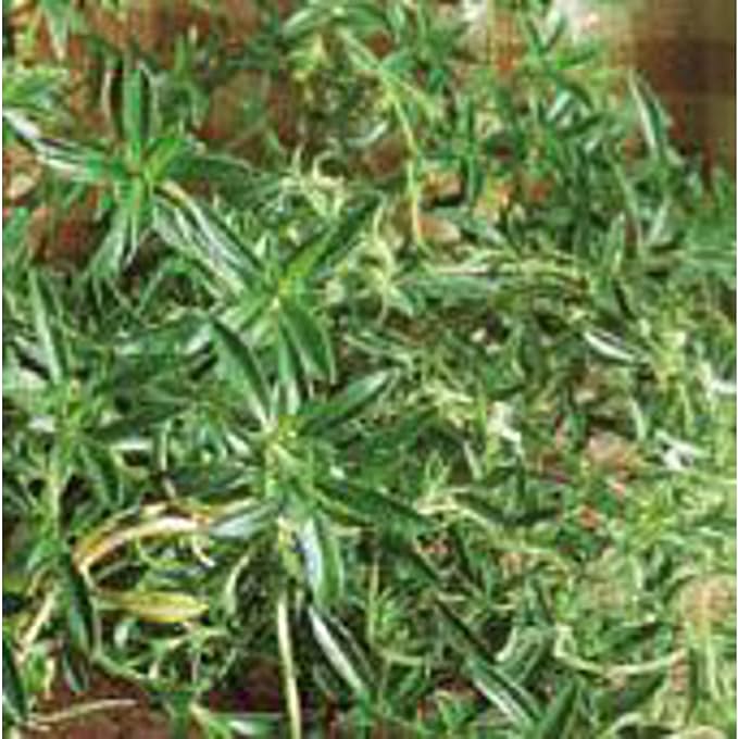 Summer Savory Seeds (20+ Seeds) | Non GMO | Vegetable Fruit Herb Flower Seeds for Planting | Home Garden Greenhouse Pack