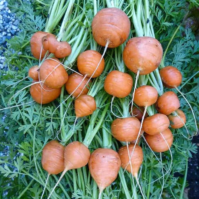 1000+ Seeds Carrot Paris Market - Vegetable Orange