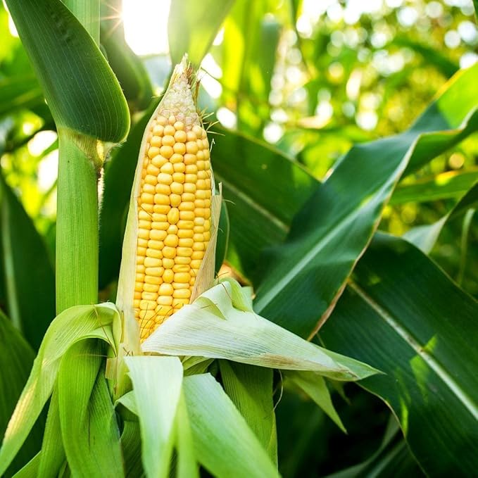 1760 Golden Bantam Sweet Corn Seeds for Planting Organic Heirloom Non GMO 1 Pound of Seeds Garden Vegetable Bulk Survival Deer Wildlife Food Plot