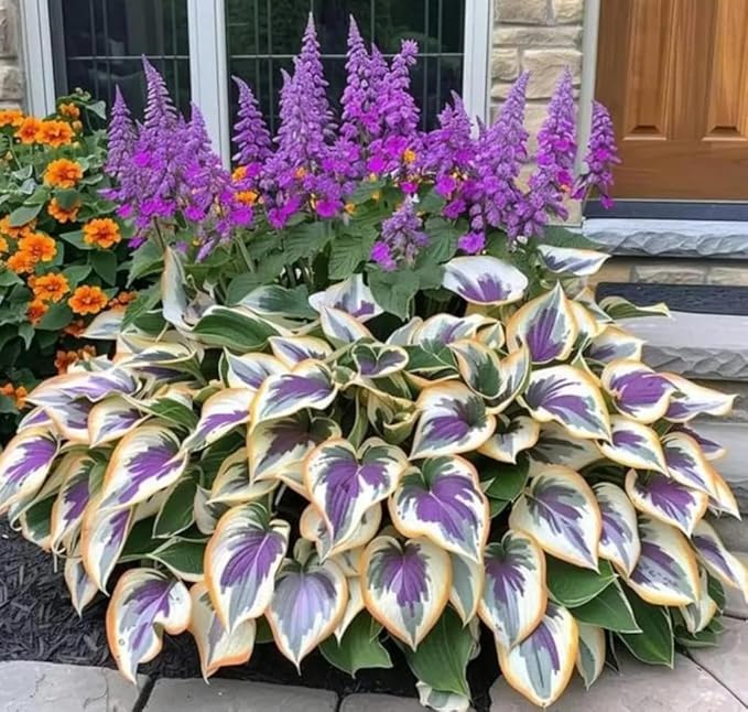 100PCS Heart-Shaped Hosta Seeds Perennial Shade Garden for Planting Outdoor Attract Pollinators