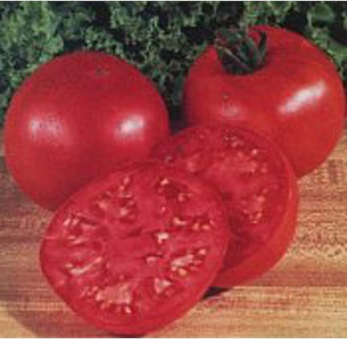 Oregon Spring Tomato Seeds (25+ Seeds)(More Heirloom, Non GMO, Vegetable, Fruit, Herb, Flower Garden Seeds (25+ Seeds) at Seed King Express)