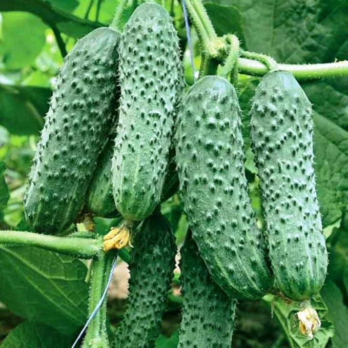 Seeds Cucumber Envy of a Neighbor F1 45 Days Open-Pollinated Pickling Non GMO Vegetable for Planting