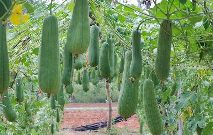 10+ Seeds Dishrag Gourd (Smooth Luffa, Sponge, Rag) Long - Vegetable Green