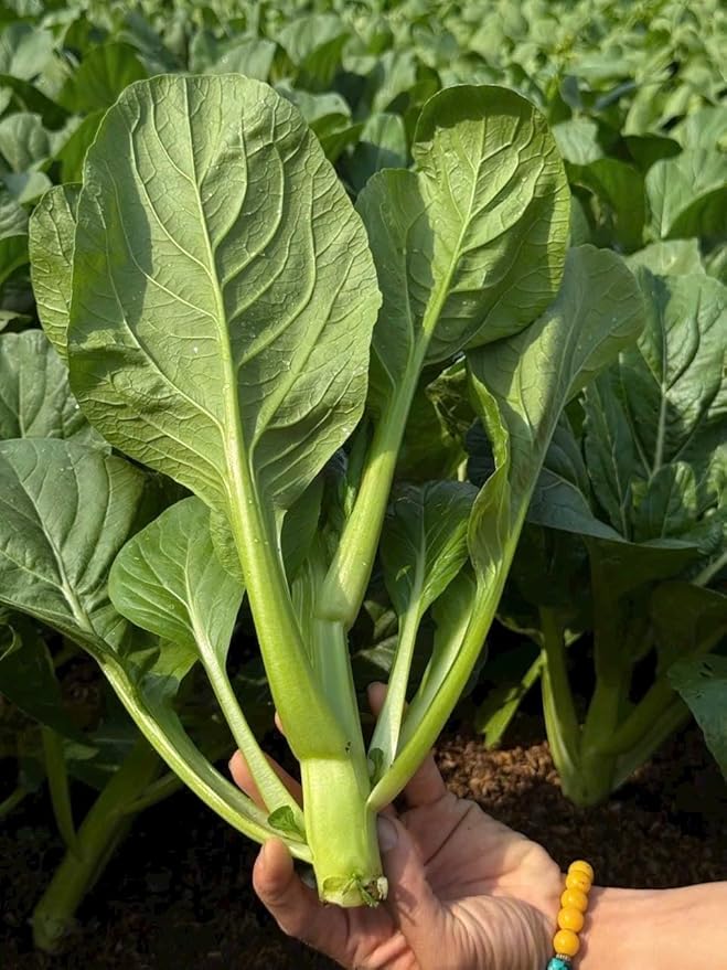 4000 Organic Choy Sum Seeds – Cải Ngồng – Yu Choy – Flowering Chinese Cabbage Seeds – Non-GMO, Heirloom, Made in USA - 99% Germination Rate, Vegetable for Yard & Garden Planting