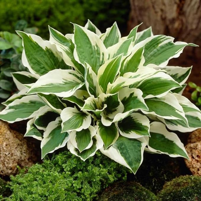 Hosta Seeds, 99 Pieces, Perennial Shade Garden Plants for Indoor and Outdoor, Low Maintenance