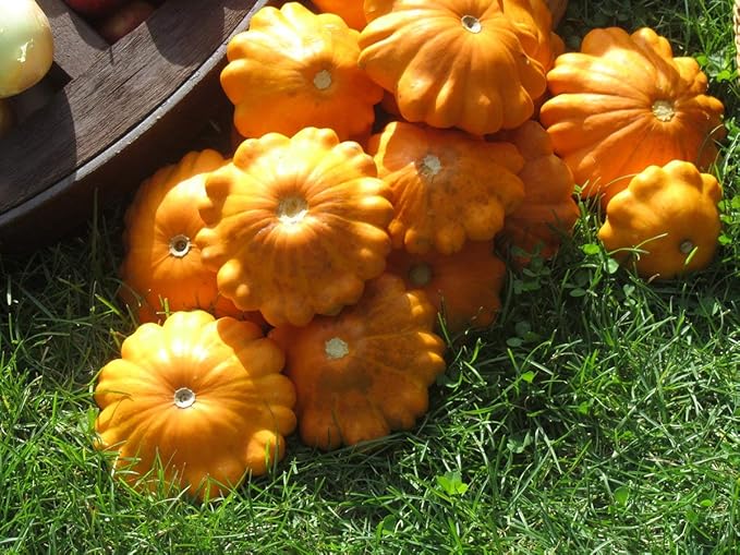Seeds Vegetable Yellow Patty Pan Squash Scallop Zucchini - 20 Seeds