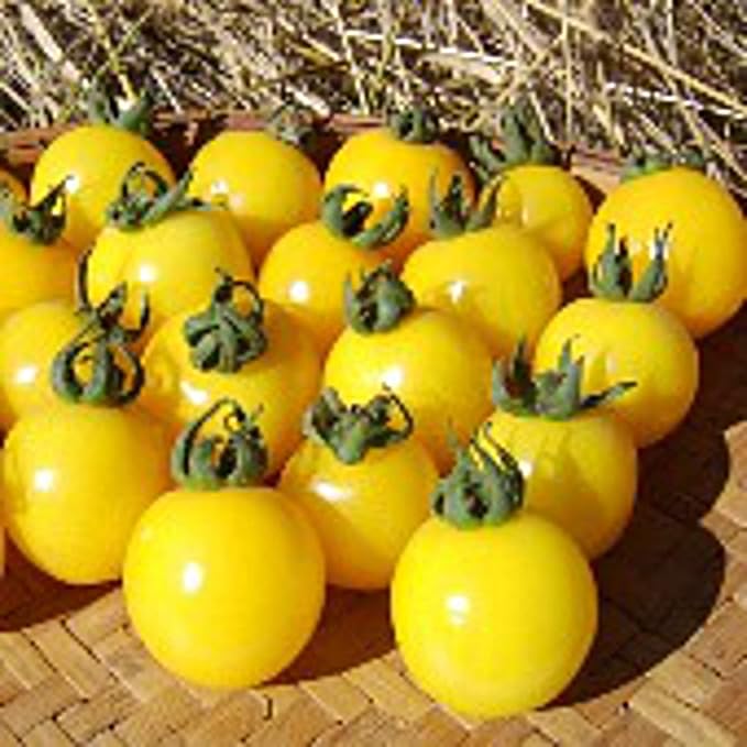 Galina's Tomato Seeds (20+ Seeds) | Non GMO | Vegetable Fruit Herb Flower Seeds for Planting | Home Garden Greenhouse Pack
